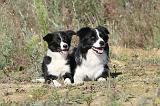 BORDER COLLIE 317